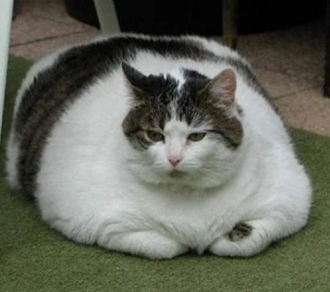 Fat cat 2 1