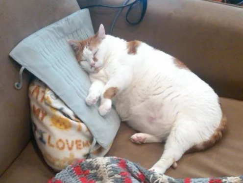 Fat cat 3 1