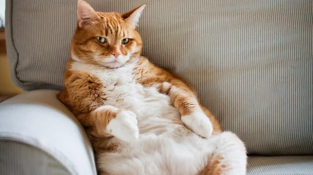 Fat cat 4 1