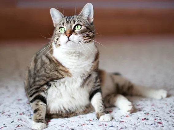 Fat cat 5 1