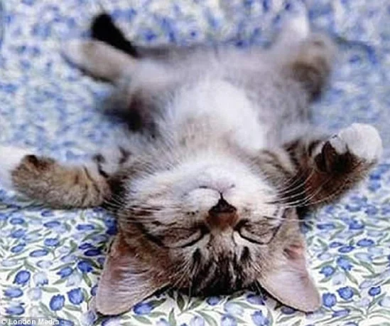 Cat nap (선잠, 낮잠, 토막잠, 겉잠, 고양이 도둑) 2 Cat nap 1