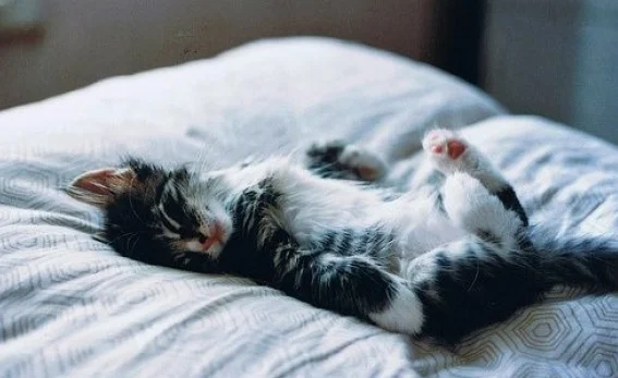 Cat nap (선잠, 낮잠, 토막잠, 겉잠, 고양이 도둑) 6 Cat nap 5